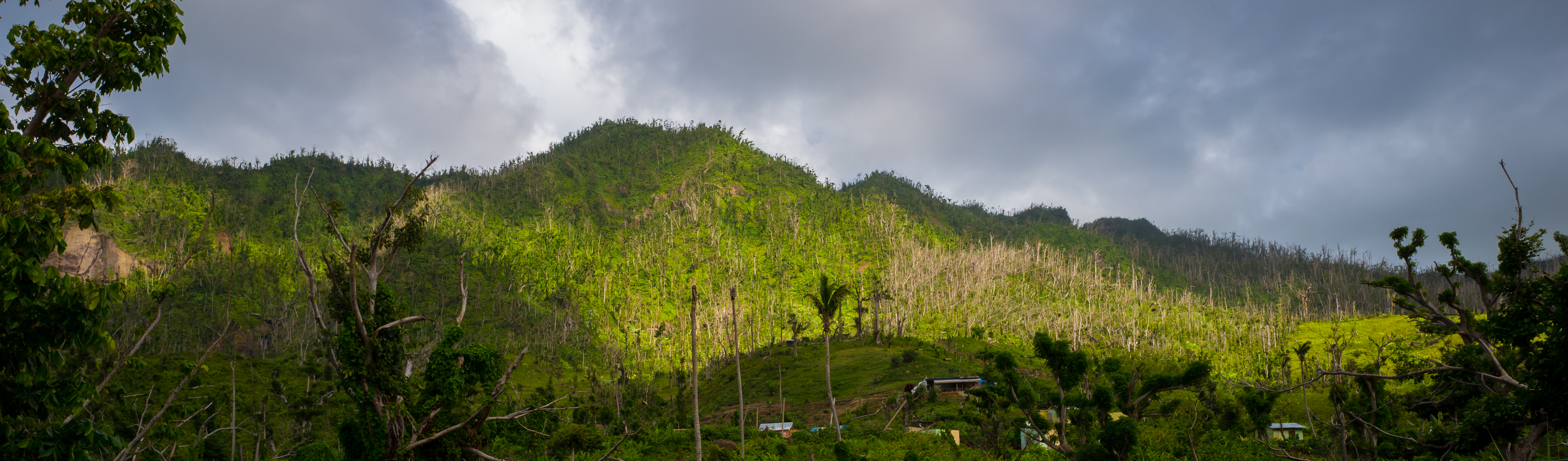 Dominica’s woodlands and forests are slowly recovering.